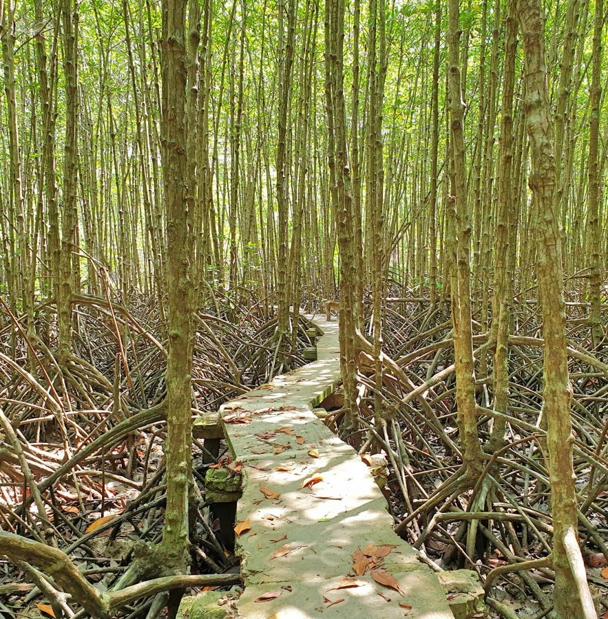 Khu Dự Trữ Sinh Quyển Vàm Sát Cần Giờ | Tour Du Lịch TP. Hồ Chí Minh, 700000 Hình Thực Tế | Greenmilestravel.com khu-du-tru-sinh-quyen-vam-sat-can-gio-tour-du-lich-tp-ho-chi-minh-700000-hinh-thuc-te