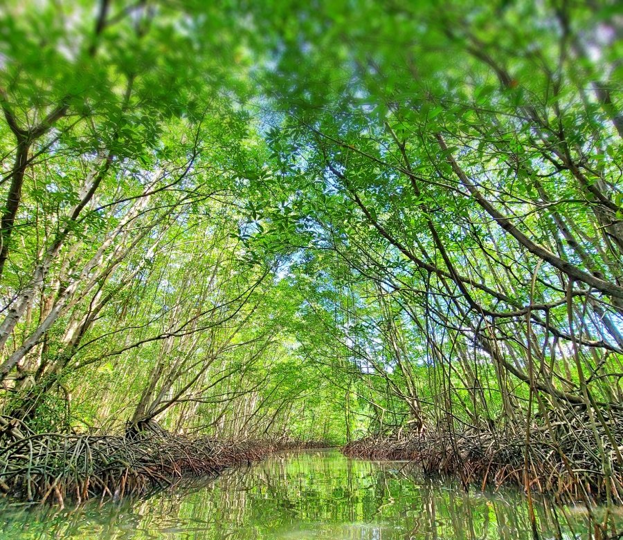 Khu Dự Trữ Sinh Quyển Vàm Sát Cần Giờ | Tour Du Lịch TP. Hồ Chí Minh, 700000 Hình Thực Tế | Greenmilestravel.com khu-du-tru-sinh-quyen-vam-sat-can-gio-tour-du-lich-tp-ho-chi-minh-700000-hinh-thuc-te