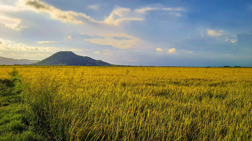 Tour du lịch Miền Tây 3 Ngày 2 Đêm | Bến Tre - Cần Thơ - An Giang Cánh Đồng Lúa An Giang | Greenmilestravel.com canh-dong-lua-an-giang