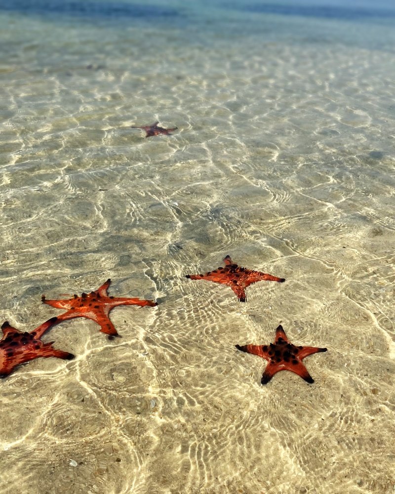 Tour Du Lịch Phú Quốc 3 Ngày 2 Đêm | Kiên Giang Starfish | Greenmilestravel.com starfish