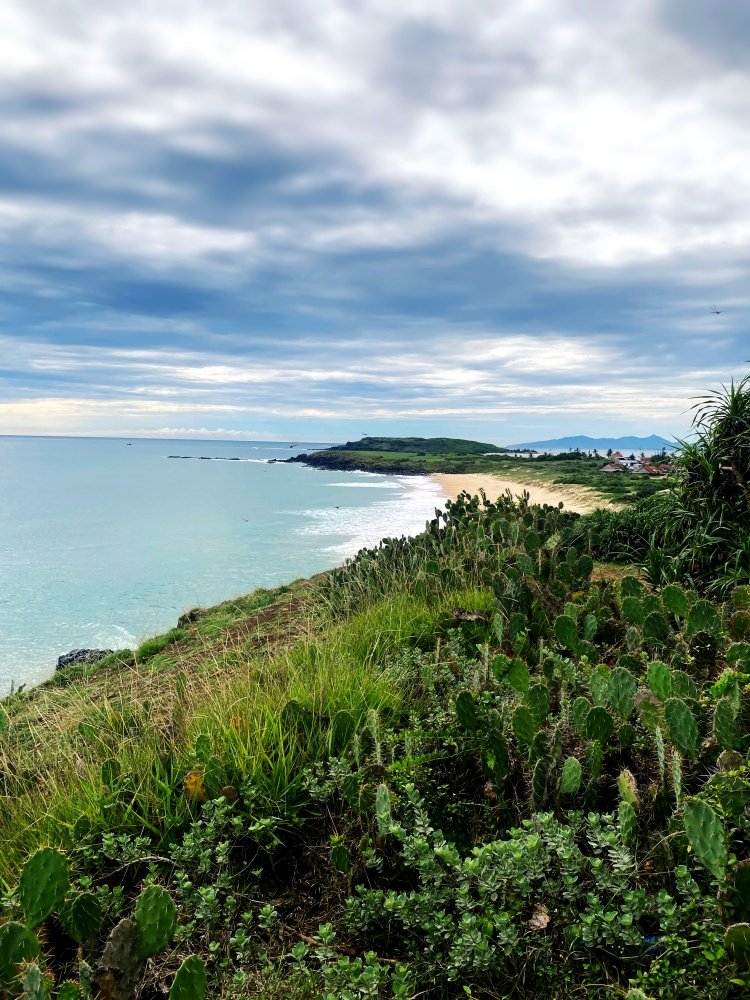 Tour Du Lịch Phú Yên 1 Ngày | Hoa Vàng Cỏ Xanh Bãi Xép - Ghềnh Ông | Greenmilestravel.com tour-du-lich-phu-yen-1-ngay-hoa-vang-co-xanh-bai-xep-ghenh-ong