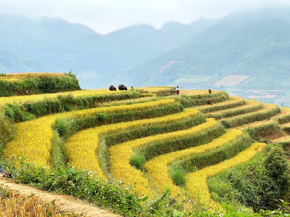 Tour du lịch Tây Bắc 2 ngày 1 đêm | Hà Nội - Tà Xùa Ruộng Bậc Thang | Greenmilestravel.com tour-du-lich-tay-bac-2-ngay-1-dem-ha-noi-ta-xua-ruong-bac-thang