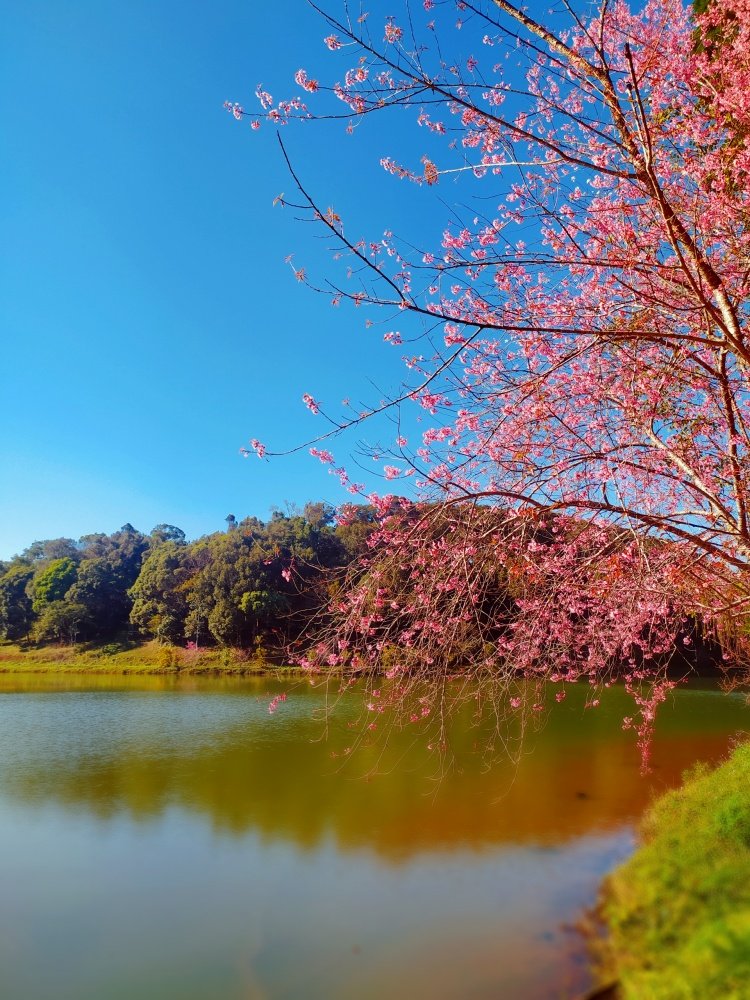 Tour du lịch Tây Nguyên 3 Ngày 2 Đêm | Kon Tum Măng Đen | Greenmilestravel.com tour-du-lich-tay-nguyen-3-ngay-2-dem-kon-tum-mang-den