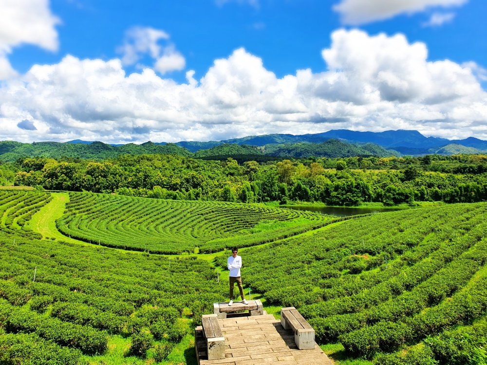 Tour Du Lịch Chiang Mai - Chiang Rai 4 Ngày 3 Đêm | Thái Lan đồi chè Choui Fong | Greenmilestravel.com tour-du-lich-chiang-mai-chiang-rai-4-ngay-3-dem-thai-lan-dòi-chè-choui-fong
