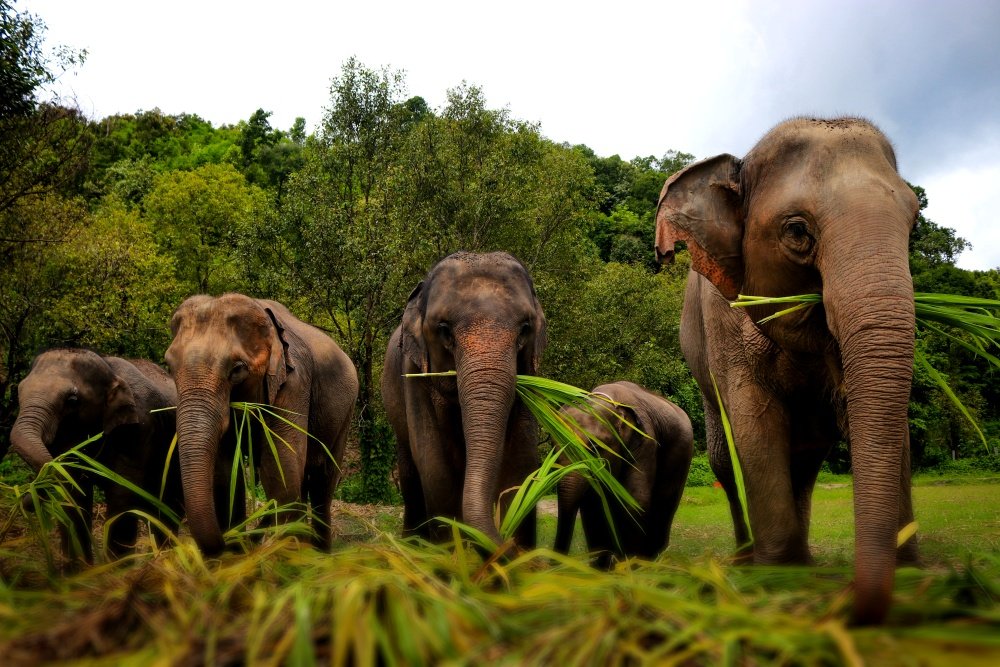 Tour Du Lịch Chiang Mai - Chiang Rai 4 Ngày 3 Đêm | Thái Lan Tham quan trại voi | Greenmilestravel.com tham-quan-trai-voi