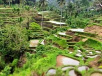 tour-du-lich-dao-bali-4-ngay-3-dem-indonesia-gia-tot-ruong-bac-thang-tegalalang