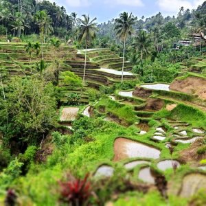 tour-du-lich-dao-bali-4-ngay-3-dem-indonesia-gia-tot-ruong-bac-thang-tegalalang
