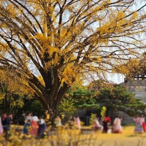 tour-du-lich-han-quoc-5-ngay-4-dem-seoul-dao-nami-cung-dien-kyeongbok