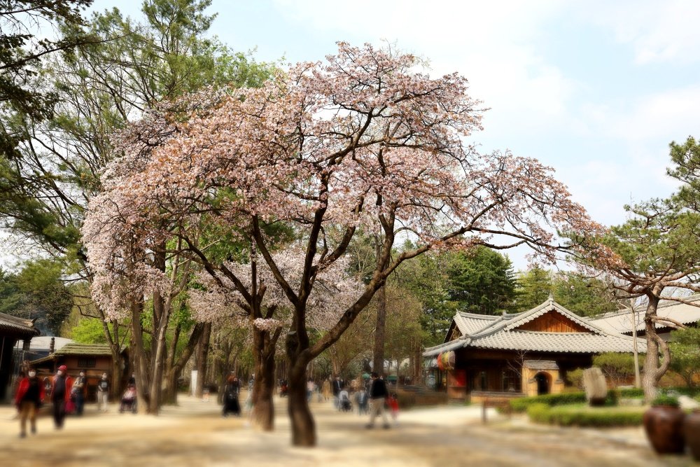 Tour Du Lịch Hàn Quốc 5 Ngày 4 Đêm | Seoul - đảo Nami Hình Thực Tế | Greenmilestravel.com tour-han-quoc-5-ngay-4-dem-seoul-dao-nami-hinh-thuc-te